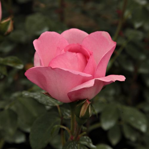Rosa  Centenaire de Lourdes™ - růžová - Stromkové růže, květy kvetou ve skupinkách - stromková růže s keřovitým tvarem koruny